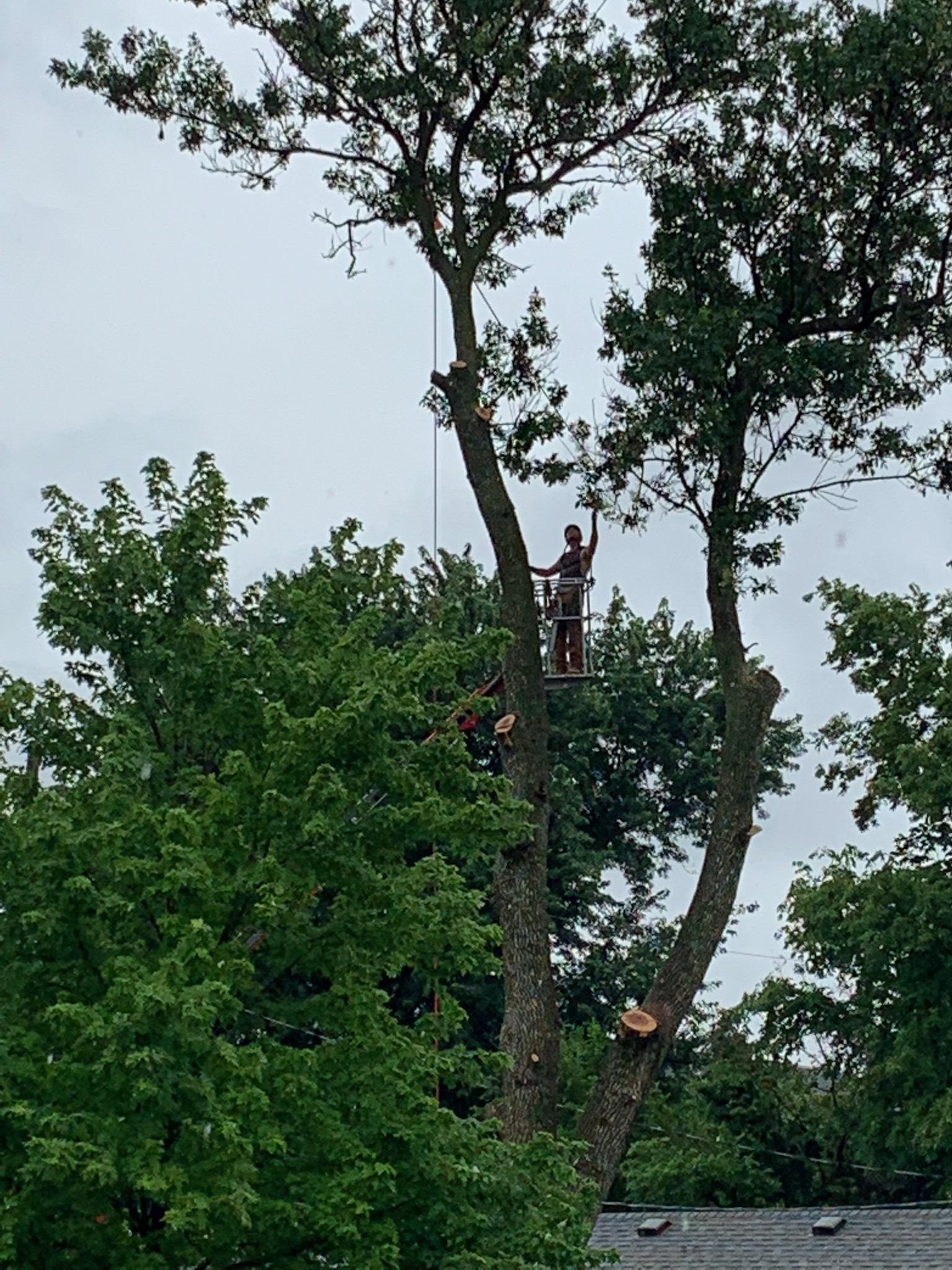 Abe's Tree Service gallery 7