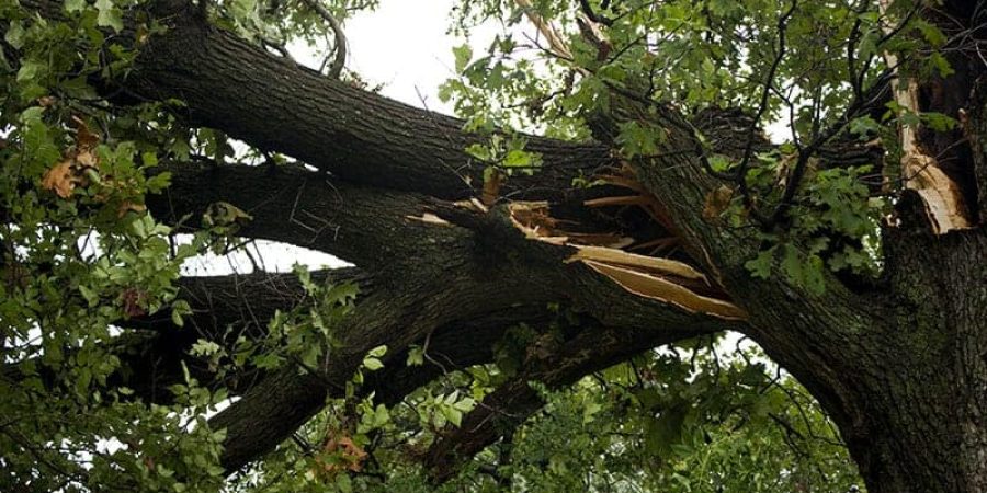 Tree Insurance