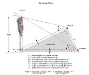 Measure Tree Height Using the Parallax Method